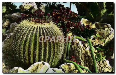 Jardim Exótico de Mônaco — Cactos e plantas suculentas — Éditions Lavelle