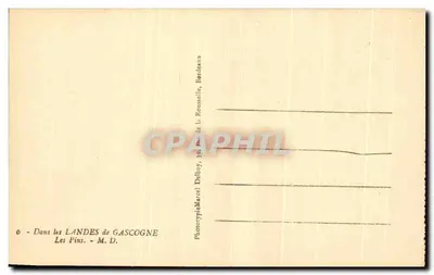 लेस पिंस — गैस्कोनी के लैंड्स में — फोटोटाइप मार्सेल डेब्रो, 39, रू डी ला रूसेल, बोर्डेलॉन — पीछे