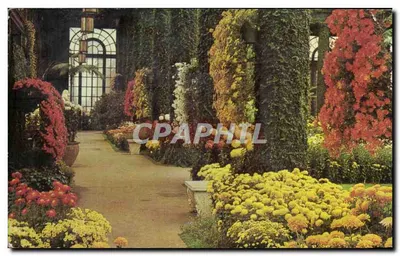 Longwood Gardens — Exibição de Crisântemos no Conservatório Principal — Dexter Press, Inc.