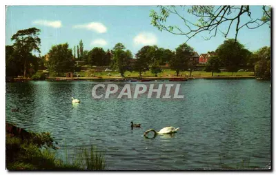 O lago de Petersfield — vista do lago com cisnes — The Lake, Petersfield, PT783
