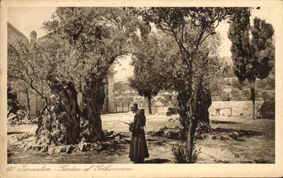 Jerusalém — Jardim de Getsemani — editor Landrock & Landrock, n° 633
