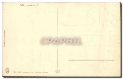 Kwitki pączka — malowanie — Vouga & Cie, Genewa, n° 343 — Rewers