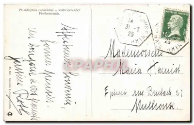 Arranjo de Philadelphus coronarius — editor Röhmner & Tönsen, n° FI. 187 — Verso