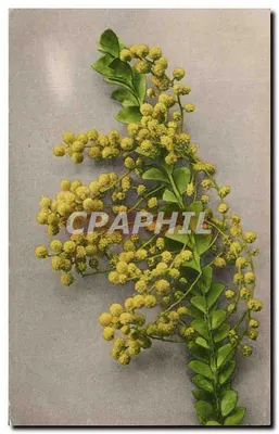 Flores de mimosa — edição de Martin Bormeit & Cie, Stuttgart