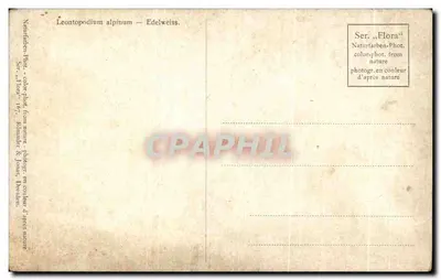 एडेलवेईस — लियोनटोपोडियम अल्पिनम — श्रृंखला „फ्लोरा“ 167, क्रोमर & जांस, ड्रेस्डेन — पीछे