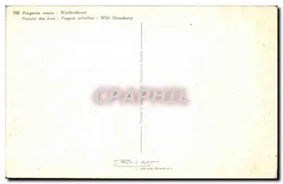 Fragaria vesca - Wild Strawberry — wydrukowane w Szwajcarii - nr 706 — Rewers