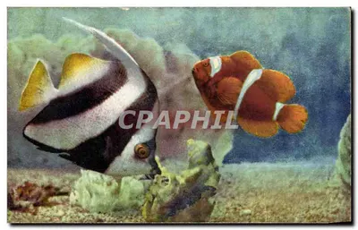 Hentiochus macrolepidotus e Premnas biaculeatus — Aquário de Mônaco — N° 07