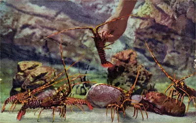 Lagostas - Lagosta Espinosa - Aragosta - Lagustas — Aquário de Mônaco — Cliché Barba — N° 1 - PALINURUS VULGARIS