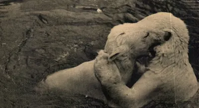 Urso-branco se divertindo em seu tanque — Museu Nacional de História Natural, Parque Zoológico do Bois de Vincennes, Paris — n° 201