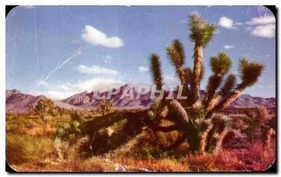 Joshua Tree sur le désert — Arizona — éditeur KODACHROME BY ESTHER HENDERSON, n° K60