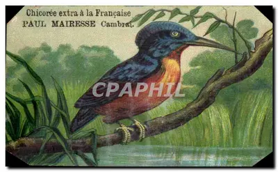 Chromo pássaro Paul Mairesse Cambrai Chicoree