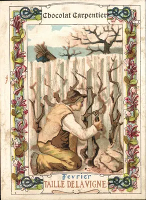 Corte da videira — Fevereiro — Chocolat Carpentier