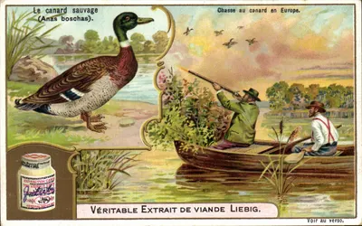 Caça ao pato na Europa — O pato selvagem (Anas boschas) — Compagnie Liebig