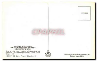 Flores de Lupina — Floresta Nacional White, New Hampshire — Publicado por Bromley & Company, Inc. — Verso