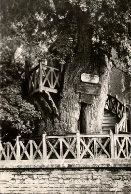 O Grande Carvalho de Allouville-Bellefosse — 1.200 anos, 15 m de circunferência — Ed. d'Arco, rua Aristide-Briand