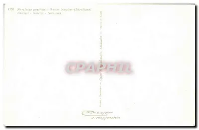 Narcisse poetycki — Weisse Narcisse (Sternblume) — Thor-E. Gyger & Co. Klopfenstein — Rewers