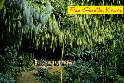 Fern Grotto, Kauai — gruta tropical com samambaias — Mike Roberts Color Card