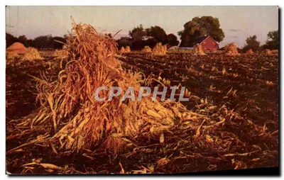 Colheita de milho — campo e celeiro vermelho — HSC-23, Ypsilanti, Inc.