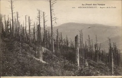 Front w Voszach — Widok lasu — Reichackerkopf — nr 202