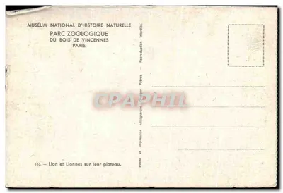 Lion et Lionnes sur leur plateau — Muséum National d'Histoire Naturelle, Parc Zoologique du Bois de Vincennes, Paris — Photo Frères — Verso
