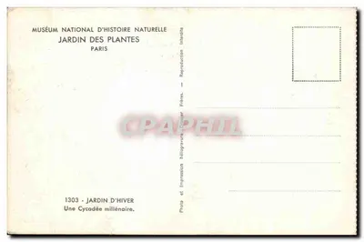 Uma cicadácea milenar — Jardim de Inverno — Museu Nacional de História Natural, Paris — Verso