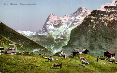 Mürren. Alpenlandschaft. — Vista alpina com vacas e chalés — Phototypie Co., Nauchlai, n° 544