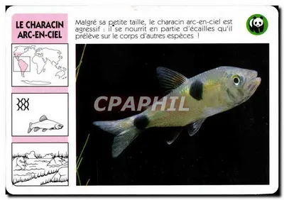 O characídeo arco-íris — Exodon paradoxcus — editor ATP-ROMBALDI, n° 1535