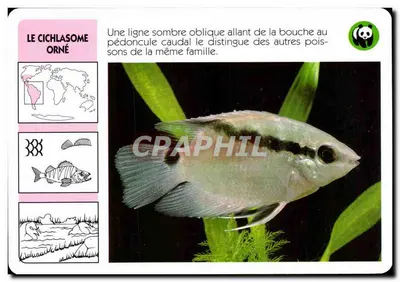 O Cichlasoma ornado — Cichlasoma festivum — editor ATP-ROMBALDI, n° 1523