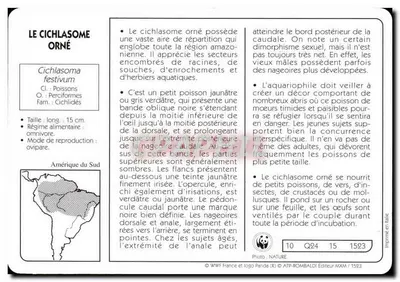 O Cichlasoma ornado — Cichlasoma festivum — editor ATP-ROMBALDI, n° 1523 — Verso
