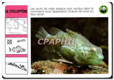 O ciclopéter — espécie vendida por seus ovos de lump — editor ATP-ROMBALDI, n° 1504