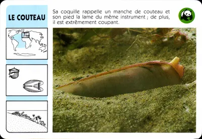 O faca — Ensis silicatus — editor ATP-ROMBALDI n° 474