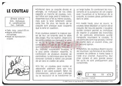 O faca — Ensis silicatus — editor ATP-ROMBALDI n° 474 — Verso