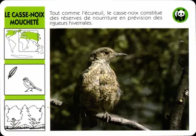 O castanheiro manchado — WWF France / ATP-Rombaldi Editor — n° 8 T28 4 1536