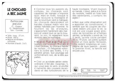 Chocard z żółtym dziobem — WWF Francja i logo Panda — Wydawca MXM / 1507 — Rewers