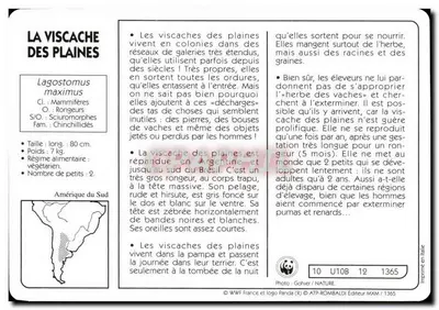 A viscacha das planícies — editor ATP-ROMBALDI, n° 1365 — Verso