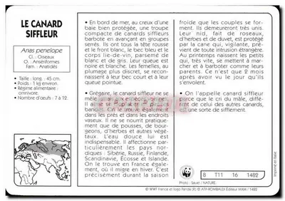 O Canário Silvador — Anas penelope — editor ATP-ROMBALDI, n° T11 16 — Verso