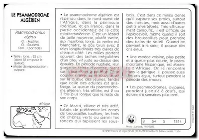 Algierski Psammodrome — seria WWF Panda — wydawca ATP-Rombaldi, nr 8 S4 5 1514 — Rewers
