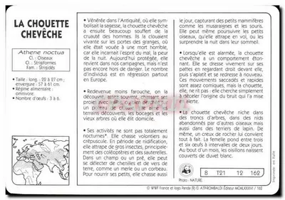 A coruja coruja — editor ATP-ROMBALDI, n° 162 — Verso