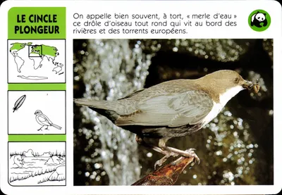 O Cincle Plongeur — WWF France, série 107/033