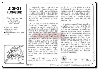 O Cincle Plongeur — WWF France, série 107/033 — Verso