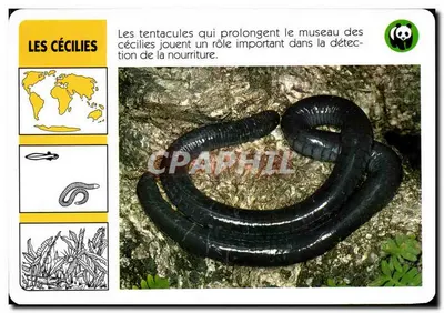 As cecílias — WWF France / ATP-ROMBALDI Editor — n°7