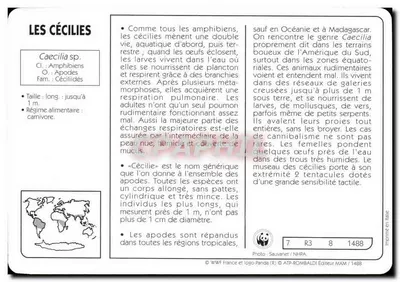 As cecílias — WWF France / ATP-ROMBALDI Editor — n°7 — Verso
