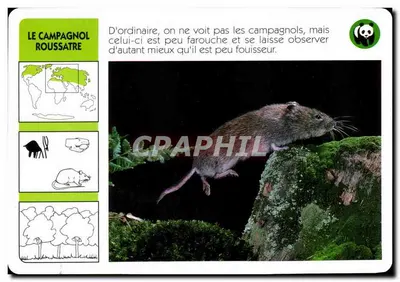 O camundongo ruivo — WWF France / ATP-ROMBALDI Editor — n° 1370