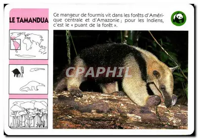 O Tamandua — WWF France / ATP-ROMBALDI Editora — n° 10 U7 194