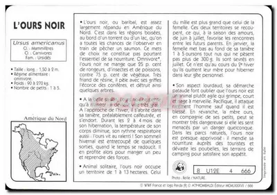 O URSO PRETO — América do Norte — Editor ATP-ROMBALDI n° 666 — Verso