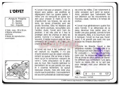 L'ORVET — Anouis fragilis — wydawca ATP-ROMBALDI / 137 — Rewers