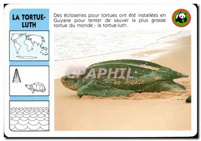 A tartaruga-luth — Guiana — editor ATP-ROMBALDI n°630