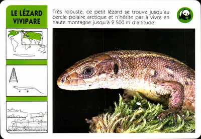 O lagarto vivíparo — distribuição na Ásia e Europa — editor ATP-ROMBALDI n°179