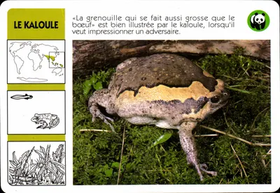 कलौले — कलौला पल्च्रा — WWF फ्रांस / ATP-ROMBALDI