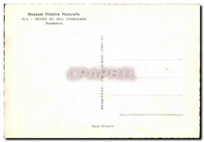 Panthères — Museo del Duque de Orleans — Ediciones E.T.A.P. París — Reverso